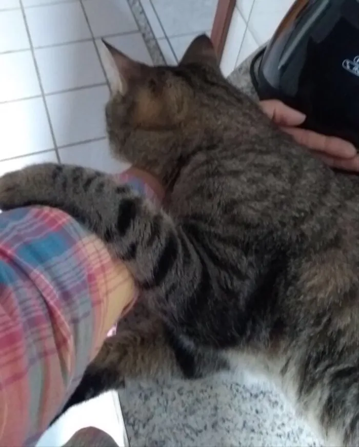 Gato ra a SRD idade 7 a 11 meses nome Atlas