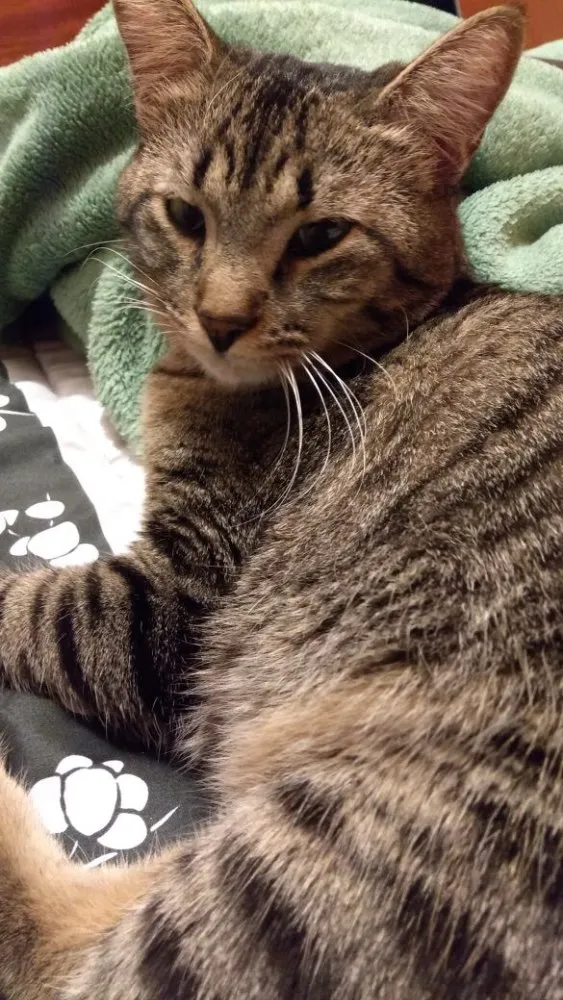 Gato ra a SRD idade 7 a 11 meses nome Atlas