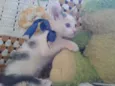 Luisinha