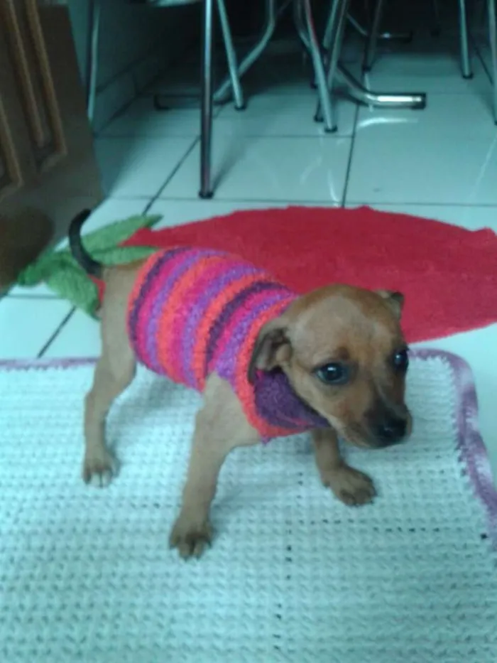 Cachorro ra a Nao sei idade Abaixo de 2 meses nome Princesa