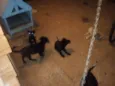 Cachorros