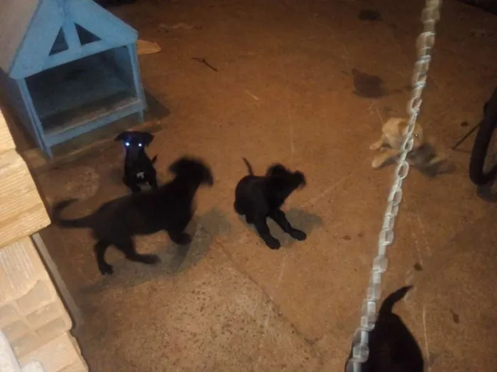Cachorro ra a Virá lata idade 2 a 6 meses nome Cachorros