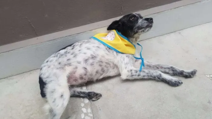Cachorro ra a SRD idade 5 anos nome MARGARIDA