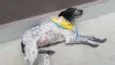 MARGARIDA