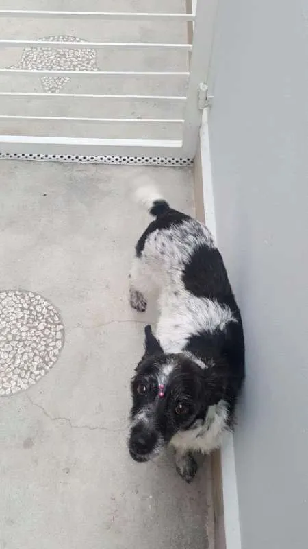Cachorro ra a SRD idade 5 anos nome MARGARIDA