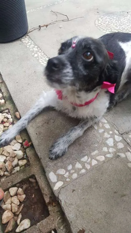 Cachorro ra a SRD idade 5 anos nome MARGARIDA