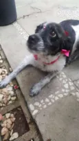 MARGARIDA