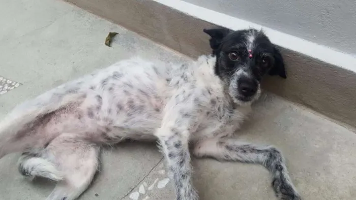 Cachorro ra a SRD idade 5 anos nome MARGARIDA