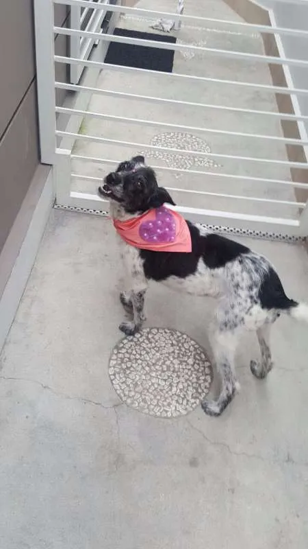 Cachorro ra a SRD idade 5 anos nome MARGARIDA