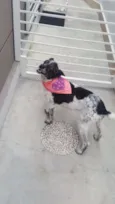 MARGARIDA