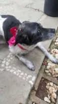 MARGARIDA