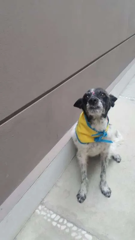 Cachorro ra a SRD idade 5 anos nome MARGARIDA