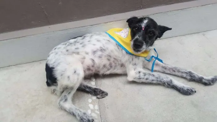 Cachorro ra a SRD idade 5 anos nome MARGARIDA