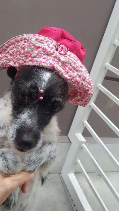 Cachorro ra a SRD idade 5 anos nome MARGARIDA