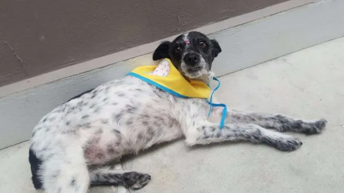 Cachorro ra a SRD idade 5 anos nome MARGARIDA