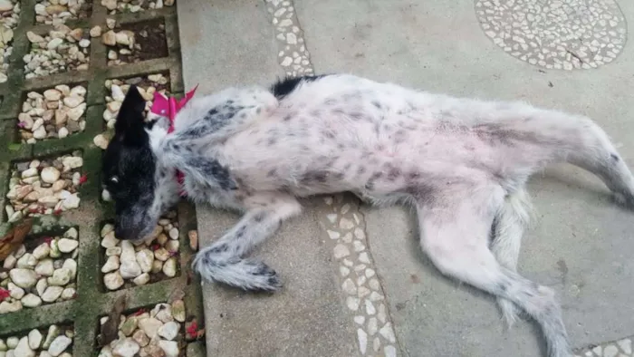 Cachorro ra a SRD idade 5 anos nome MARGARIDA