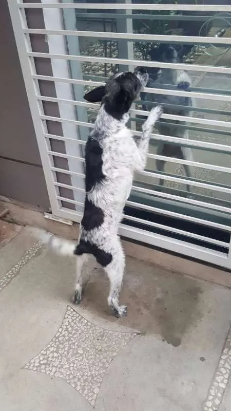 Cachorro ra a SRD idade 5 anos nome MARGARIDA