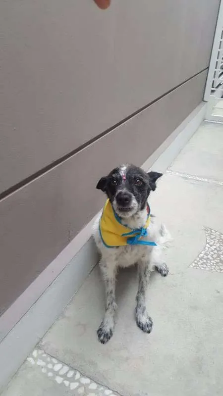Cachorro ra a SRD idade 5 anos nome MARGARIDA