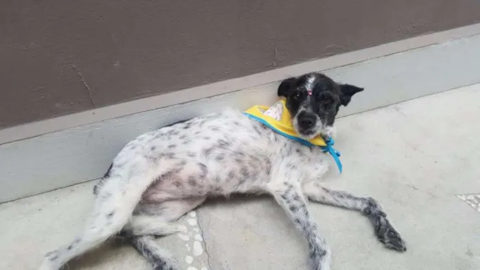 Cachorro ra a SRD idade 5 anos nome MARGARIDA