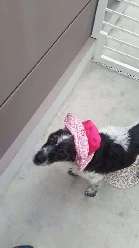 Cachorro ra a SRD idade 5 anos nome MARGARIDA
