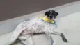MARGARIDA