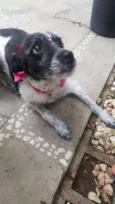 MARGARIDA