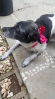 MARGARIDA