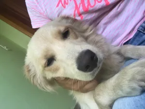 Cachorro raça Indefinida idade 7 a 11 meses nome Maddox