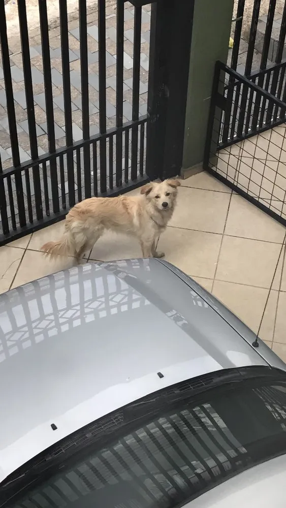 Cachorro ra a Indefinida idade 7 a 11 meses nome Maddox