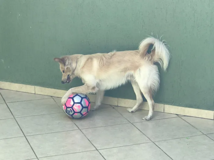 Cachorro ra a Indefinida idade 7 a 11 meses nome Maddox