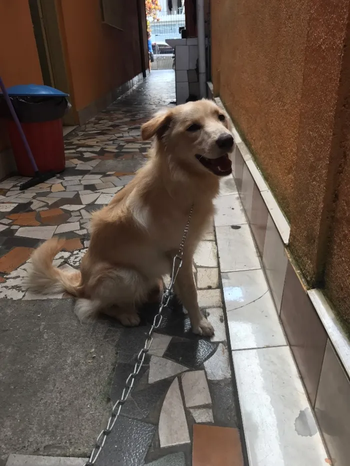 Cachorro ra a Indefinida idade 7 a 11 meses nome Maddox