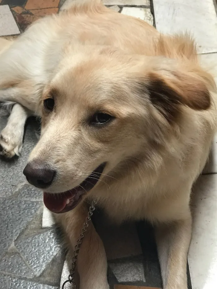 Cachorro ra a Indefinida idade 7 a 11 meses nome Maddox