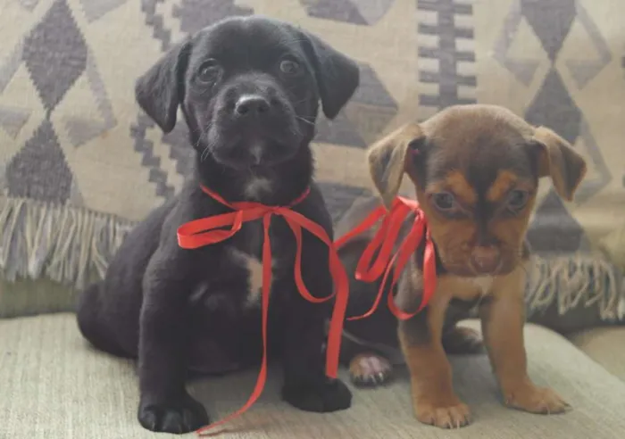 Cachorro raça  idade Abaixo de 2 meses nome Pretinho e Marrozinh