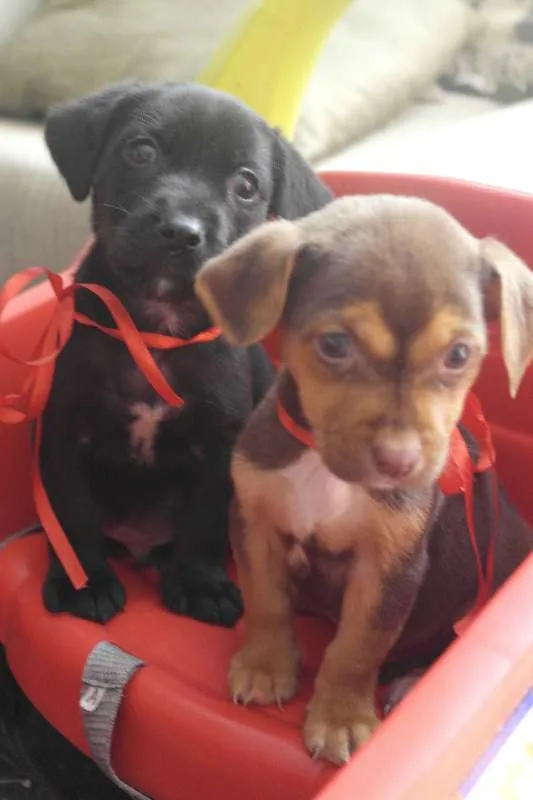 Cachorro raça  idade Abaixo de 2 meses nome Pretinho e Marrozinh