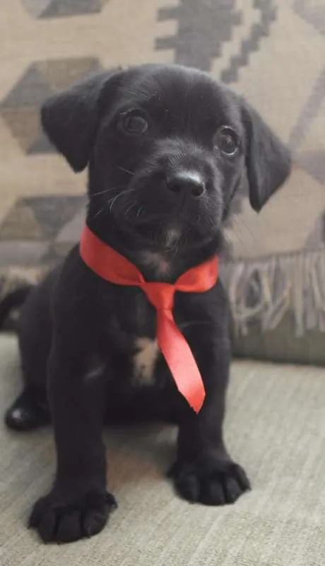 Cachorro raça  idade Abaixo de 2 meses nome Pretinho e Marrozinh