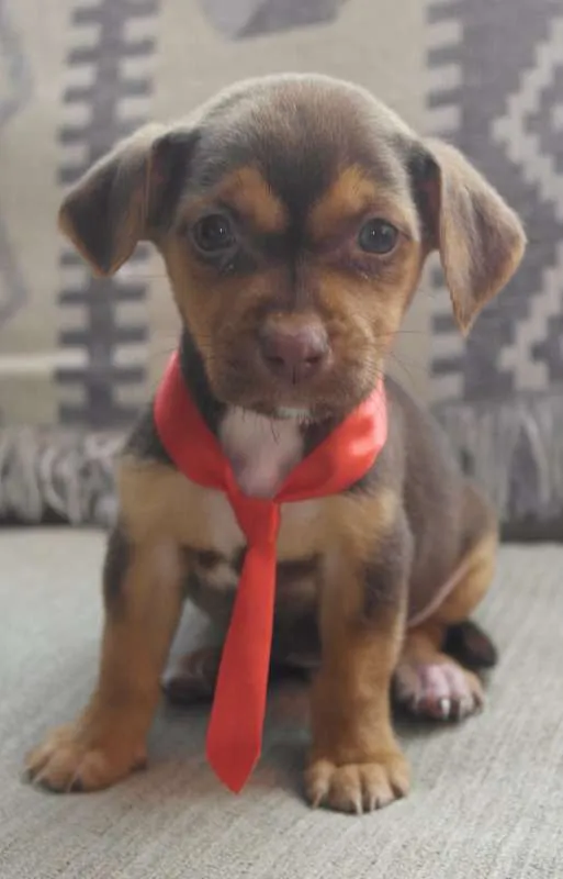 Cachorro raça  idade Abaixo de 2 meses nome Pretinho e Marrozinh