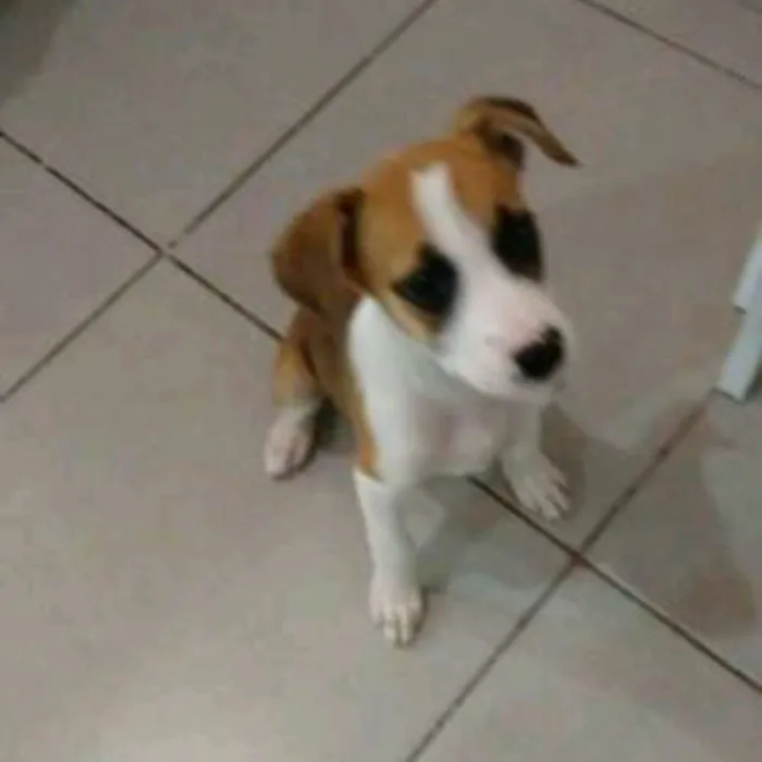 Cachorro ra a Boxer  idade 2 a 6 meses nome Madonna 