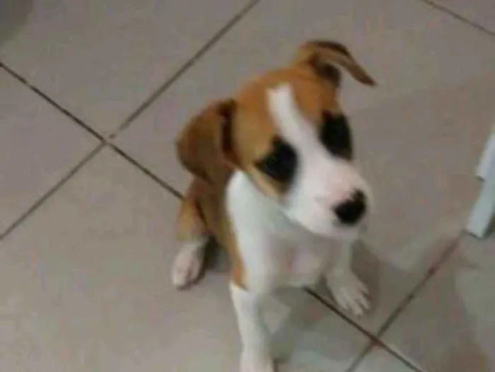 Cachorro ra a Boxer  idade 2 a 6 meses nome Madonna 
