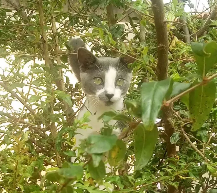 Gato raça Sem raça idade 7 a 11 meses nome Jasmine 