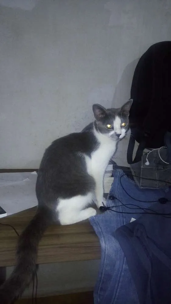 Gato raça Sem raça idade 7 a 11 meses nome Jasmine 