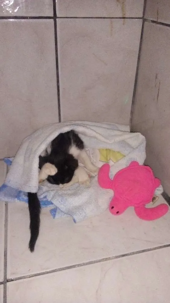 Gato raça Vira lata idade Abaixo de 2 meses nome Nina