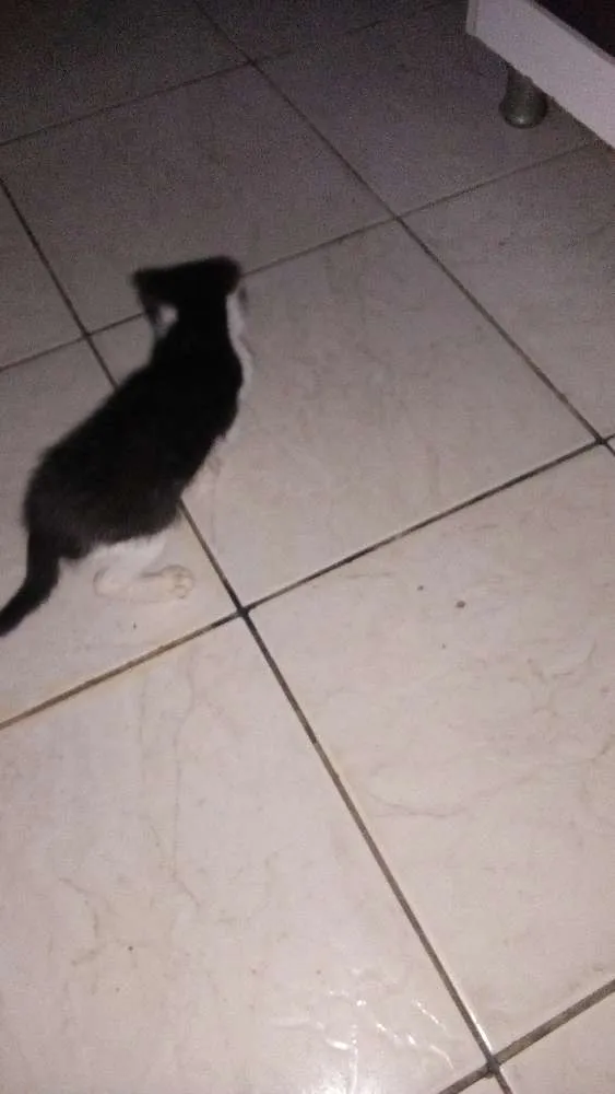 Gato raça Vira lata idade Abaixo de 2 meses nome Nina
