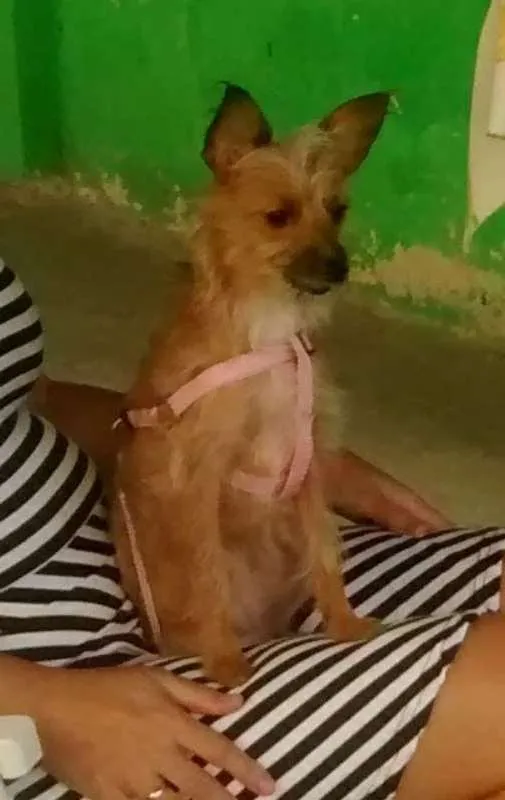 Cachorro ra a SRD idade 3 anos nome Jessie