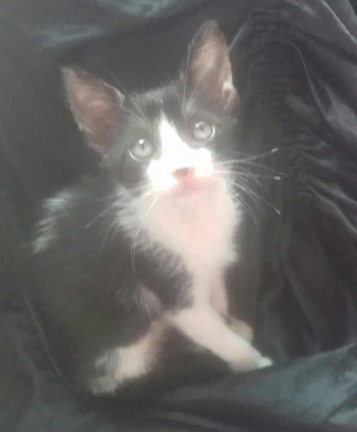 Gato raça Srd idade Abaixo de 2 meses nome Malu