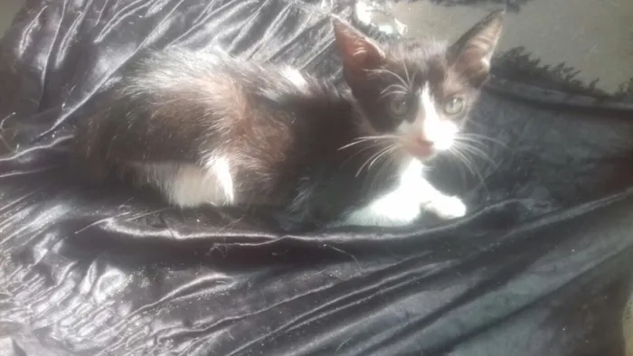 Gato raça Srd idade Abaixo de 2 meses nome Malu