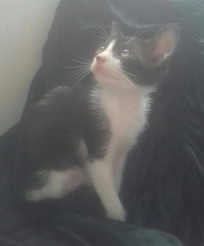 Gato raça Srd idade Abaixo de 2 meses nome Malu