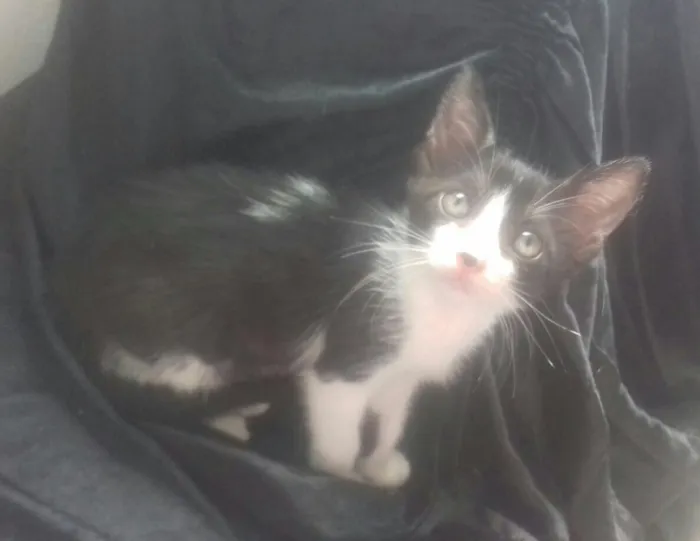 Gato raça Srd idade Abaixo de 2 meses nome Malu