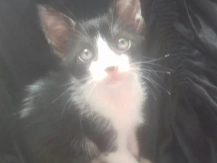 Gato raça Srd idade Abaixo de 2 meses nome Malu