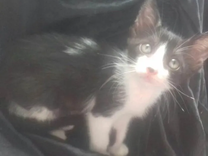 Gato raça Srd idade Abaixo de 2 meses nome Malu