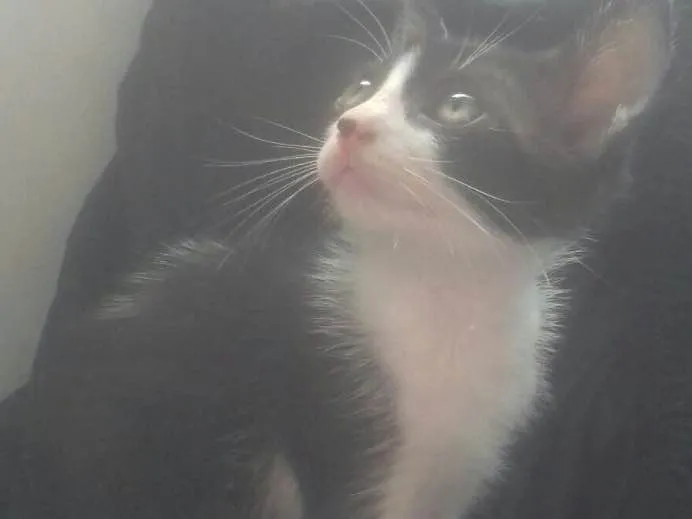 Gato raça Srd idade Abaixo de 2 meses nome Malu